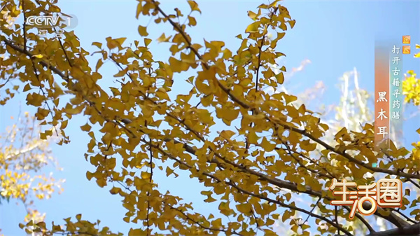 西苑科普 | 打開古籍尋藥膳——黑木耳